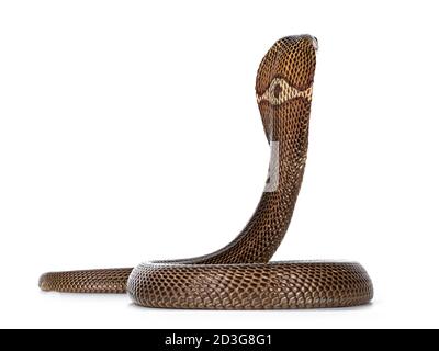 Adult Monocled cobra aka Naja kaouthia snake, in defense position. Isolated on white background. Stock Photo