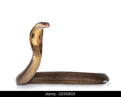 Adult Monocled cobra aka Naja kaouthia snake, in defense position. Isolated on white background. Stock Photo