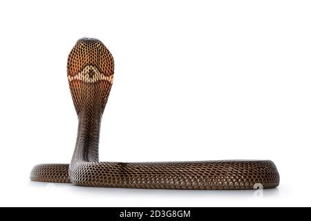 Adult Monocled cobra aka Naja kaouthia snake, in defense position. Isolated on white background. Stock Photo