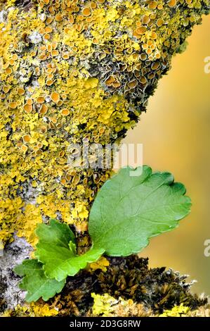 Orange and yellow lichen on Ibiscus tree branch with green leaf bud Stock Photo