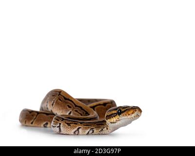 Pinstripe ballpython snake aka Python regius, moving towards camera. Detailed head facing camera. Isolated on white background. Stock Photo