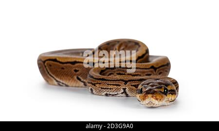 Pinstripe ballpython snake aka Python regius, moving towards camera. Detailed head facing camera, showing both eyes. Isolated on white background. Stock Photo