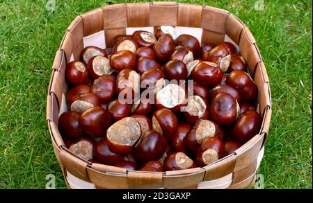 close up image of brown freshly collected conkers, also known as horse chestnuts,  in a basket outside on grass lawn in autumn Stock Photo