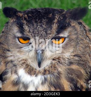 Eurasian Eagle Owl - Face Only Stock Photo