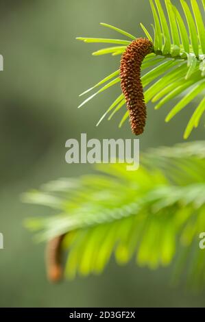 Wollemi pine tree with young cones detail Stock Photo