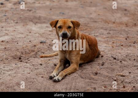 Cute red dog laying on the sand in the park Stock Photo