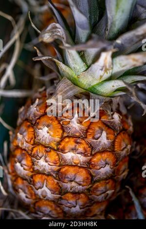 Close-up of ripe pineapple with green leaves. Full frame short.  Stock Photo