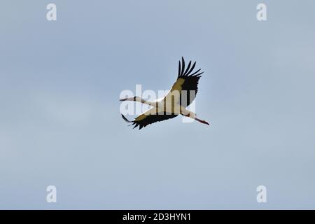 A stork with outstretched wings flies in the blue sky Stock Photo