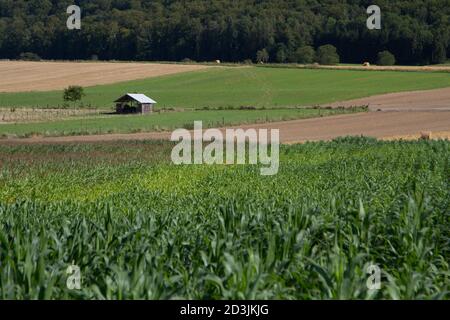 Maize field in the nature in Sundgau- Alscace- France in 2012 Stock Photo