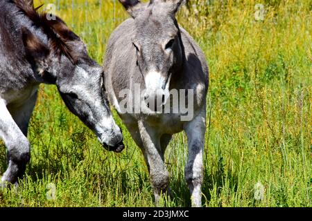 Wild burro fight, in a green field at Custer State Park, South Dakota. Stock Photo