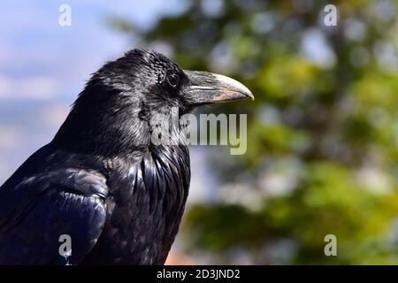 Profile of a Raven at Bryce Canyon National Park. Stock Photo