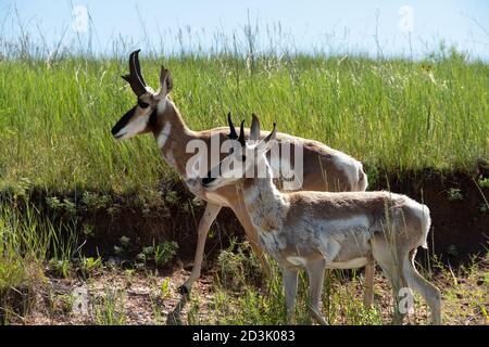 Two Antelope out for a walk in Custer State Park, South Dakota. Stock Photo