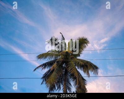 A low angle shot of tree branches against a clear sky.Beautiful view of colorful sunset and sky with high trees Stock Photo