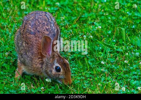 A pretty brown rabbit foraging for vegetation among lush green grass. Stock Photo