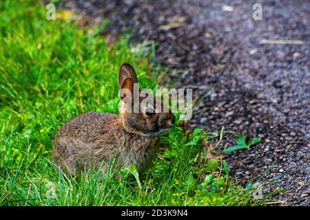 A pretty brown baby bunny about to cross the trail pathway. Stock Photo