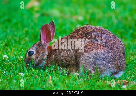 Eastern cottontail sniffs the ground in hopes of finding food. Stock Photo