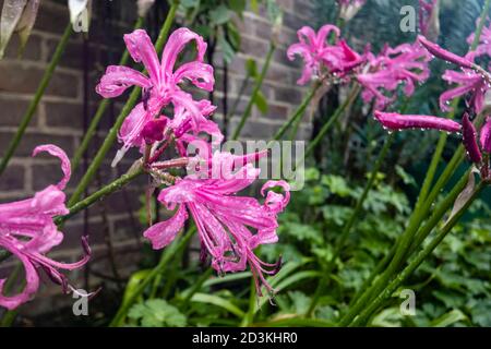 Nerines, Nerine bowdenii, growing against a wall in a border flowering in a garden in south-east England with raindrops after rain in early autumn Stock Photo