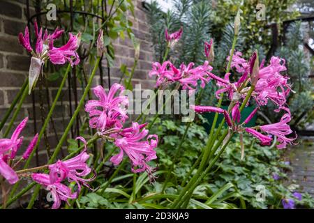 Nerines, Nerine bowdenii, growing against a wall in a border flowering in a garden in south-east England with raindrops after rain in early autumn Stock Photo