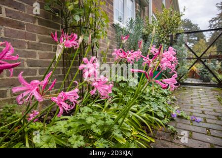 Nerines, Nerine bowdenii, growing against a wall in a border flowering in a garden in south-east England with raindrops after rain in early autumn Stock Photo