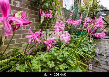 Nerines, Nerine bowdenii, growing against a wall in a border flowering in a garden in south-east England with raindrops after rain in early autumn Stock Photo