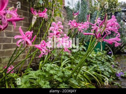 Nerines, Nerine bowdenii, growing against a wall in a border flowering in a garden in south-east England with raindrops after rain in early autumn Stock Photo