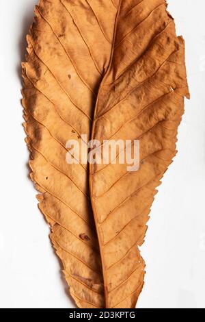 Close up of dried autumn Horse Chestnut leaf Stock Photo