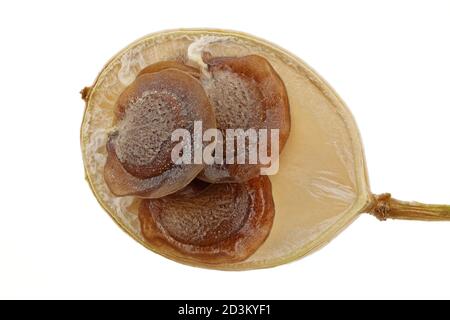 Alyssoides utriculata, Greek bladderpod, Blasenschötchen, close up, fruit with seeds Stock Photo