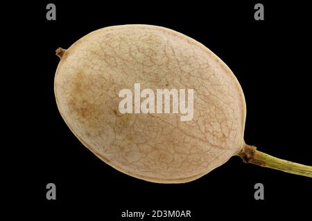 Alyssoides utriculata, Greek bladderpod, Blasenschötchen, close up, fruit Stock Photo