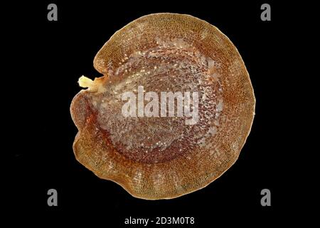 Alyssoides utriculata, Greek bladderpod, Blasenschötchen, close up, seed, 5-6 mm in diameter Stock Photo