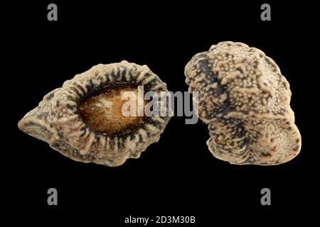 Anchusa arvensis, Small bugloss, Krummhals,  close up, seeds, 3-4 mm long Stock Photo