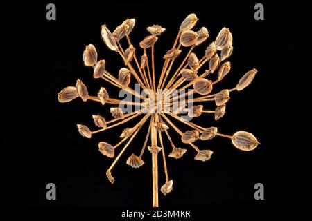 Anethum graveolens, Dill, close up, seeds (fruits), umbel Stock Photo