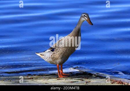 The running duck looks impressive because of its size and immediately attracts attention. Stock Photo