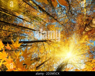 The bright autumn sun gloriously shining through the branches of deciduous trees with yellow and orange foliage in a forest Stock Photo