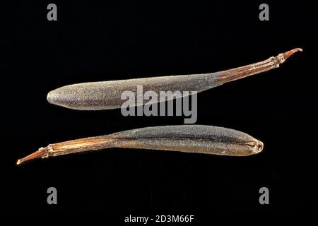 Anthriscus cerefolium, Chervil, Garten-Kerbel, close up, seeds (fruits), 7-9 mm long Stock Photo