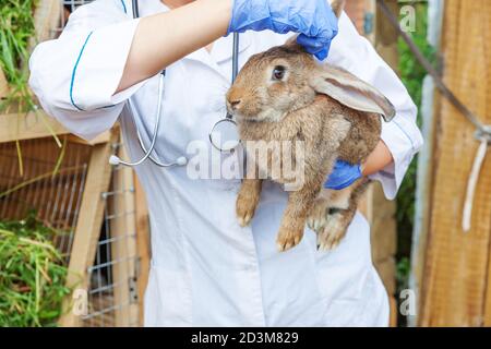 Veterinarian woman with stethoscope holding and examining rabbit on ranch background close up. Bunny in vet hands for check up in natural eco farm. Animal care and ecological farming concept Stock Photo