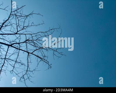 Dry branch of dead tree with cracked dark bark.beautiful dry branch of tree isolated on white background.Single old and dead tree.Dry wooden stick. Stock Photo
