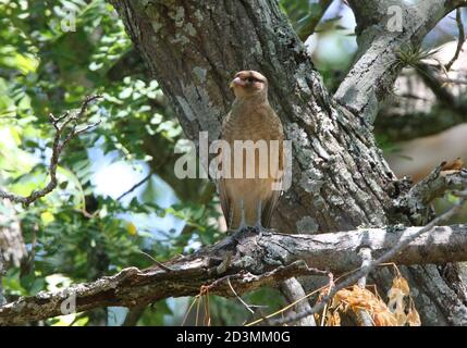 Chimango Caracara (Milvago chimango) adult perched on a dead branch  Buenos Aires Province, Argentina        January Stock Photo