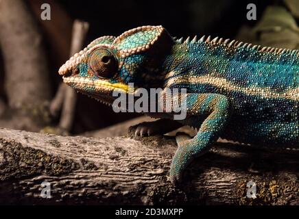 colorful chameleon on a branch in the dark at night close up Stock Photo