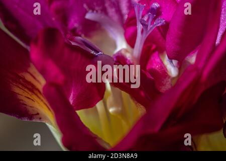 Colour contrasts in pink freesia Stock Photo