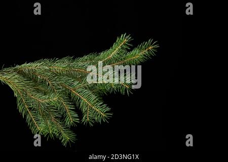 green fir branch isolated on black background, Christmas fir. Stock Photo