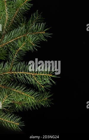 green fir branch isolated on black background, Christmas decoration Stock Photo