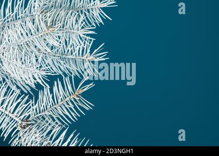 white fir branch isolated on blue background, Christmas decoration. copy space for text Stock Photo