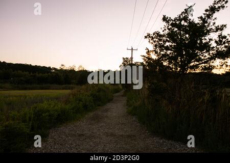 Gravel path through the swamp, shrubs, bushes, and wild grass on both sides, the single crooked tree, and golden and pink skies at dusk after sunset Stock Photo