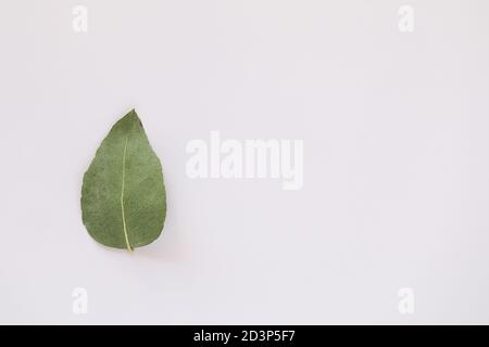 Simple flat lay image featuring single upside down gum leaf on white background with copy space Stock Photo