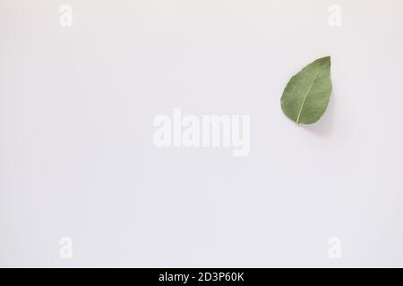 Simple flat lay image featuring single upside down gum leaf on white background with copy space Stock Photo