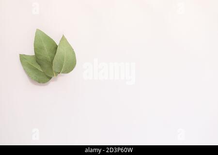 Simple flat lay image featuring three gum leaves on cream colored background with copy space Stock Photo