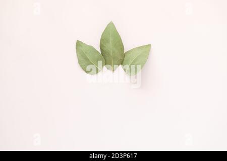Simple flat lay image featuring three gum leaves on cream colored background with copy space Stock Photo