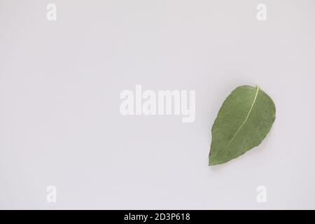 Simple flat lay image featuring single upside down gum leaf on white background with copy space Stock Photo