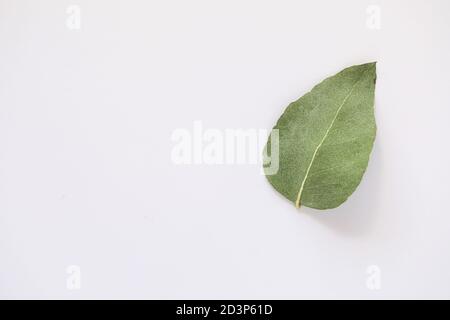 Simple flat lay image featuring single upside down gum leaf on white background with copy space Stock Photo