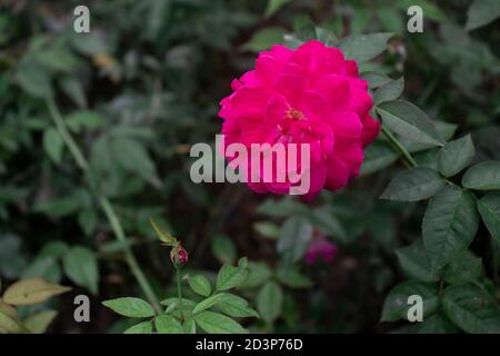Dahlia tartan or red common Zinnia elegant flower Stock Photo